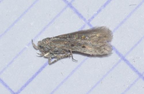 Scrobipalpula psilella
